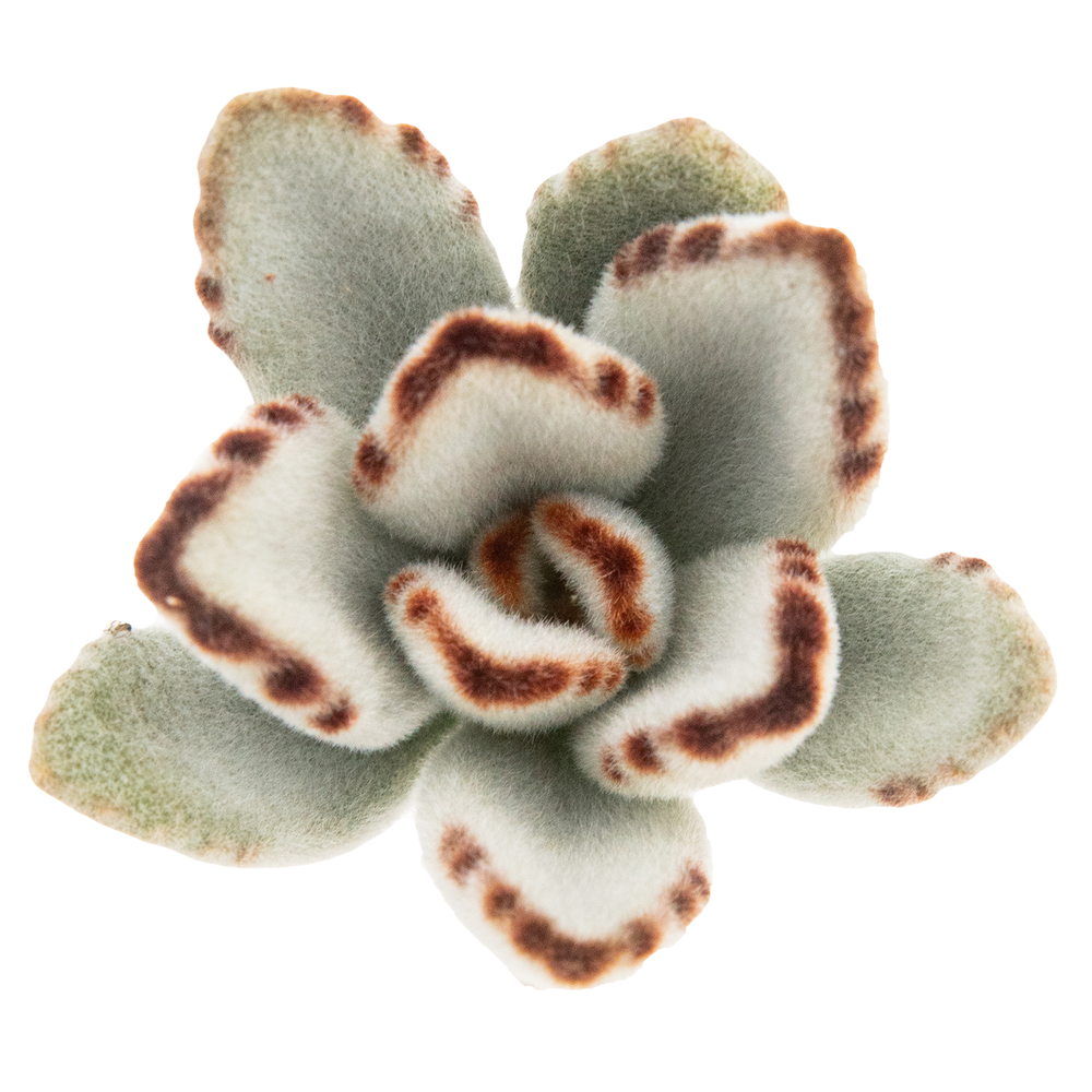 Kalanchoe Tomentosa Silver